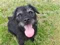 Meet sweet-natured Freya, a Patterdale terrier cross