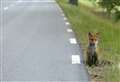 Spotted roadkill? Record sighting on an app to help conserve wildlife