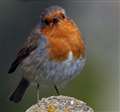 Join Big Garden Birdwatch this weekend 