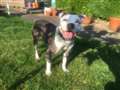Four-legged comic 'Ronnie Barker' seeks adult only home