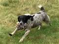 Appeal to find stolen 9-year-old Springer Spaniel