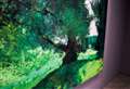 The Oak: our beloved national tree in all seasons