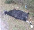 Cow deaths near Greenham Common difficult to prevent says West Berkshire Council
