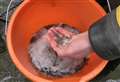 23,000 rare glass eels released into River Kennet