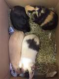 Appeal launched after baby guinea pigs abandoned in Calcot