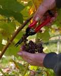 Vineyard tour for Chateau Cobbs