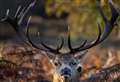Happy World Wildlife Day! My Wild Life Photography competition announced