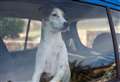 Can you legally break a car window to save a hot dog? 