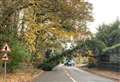 Road closed after tree falls