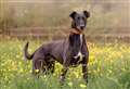This little old boy is looking for a loving retirement home