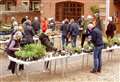 It’s all coming up roses at Hungerford Rotary Club’s plant sale