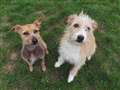 Canine celebrity look-alike duo seek home