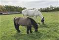My Newbury: Grazing pals in Beenham