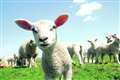 'Large dog' kills 26 lambs in Baughurst