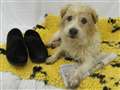 Terrier on trail of happy retirement home
