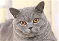 Entries wanted for cat photo competition
