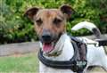 Could you home energetic seven-year-old Terry?
