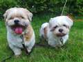 Doggy duos need a loving home