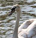 Swan killed after being attacked by dog in Newbury