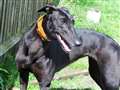 Can you help this ex-racer enjoy her retirement?