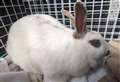 Nearly 400 cases of animal cruelty in Berkshire this year warns RSPCA