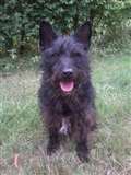 Dog of the Week