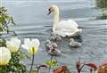 My Newbury: Swan and cygnets in Mill Lane, Newbury