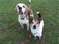 Inseparable doggie duo still seeking golden years home 