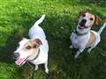 Terrier two-some still waiting for new home