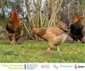 Warning to West Berkshire bird owners after Government declares a national Avian Influenza Prevention Zone 
