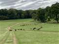 Bucklebury Farm Park put up for sale