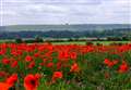 Hungerford poppy fields along Inkpen Road
