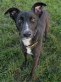 Whizzy lurcher cross seeking zippy new owner 