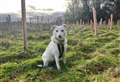 Dog rescued from horrific conditions set to enjoy first Christmas with new owner