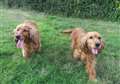 Snuggly spaniels seek new home 