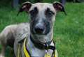 Biscuit will be a sweet addition to a loving home
