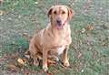 Alabama rot claims life of beloved pet
