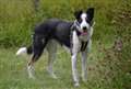 Dog of the week 