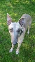 Dog of the week