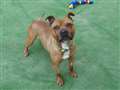 Exuberant Staffie Mickey just loves human company