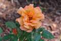 Mystery rose perplexes Newbury minister