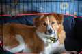 Fireworks advice for dog owners as 2020 draws to a close