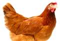 32,000 hen house planned for Marsh Benham