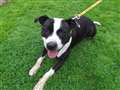 'Staffy' seeks perfect match for Valentine's Day 