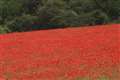 Exhibition to remember WW1 Lambourn village life
