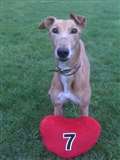 Dog of the week