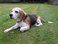 Beagle seeking retirement home