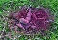 Residents still kicking up a stink over dog waste