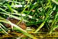 Water vole on the River Dun