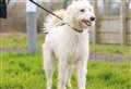 Dog of the Week: The latest dogs looking for their forever homes from Newbury Dogs Trust